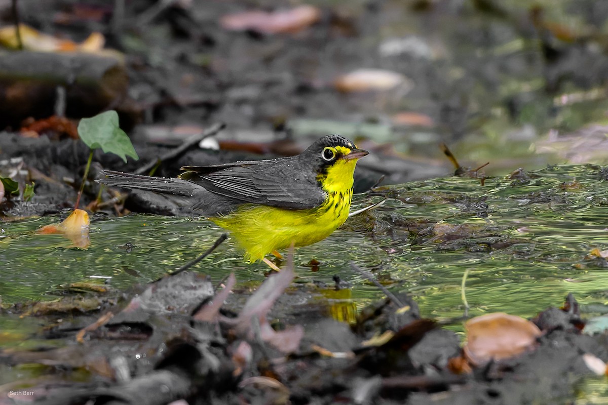 Canada Warbler - ML636312614