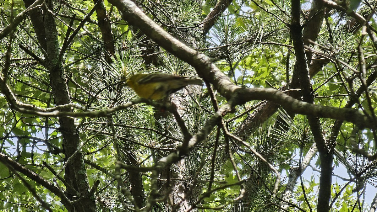 Kiefernwaldsänger - ML636312692