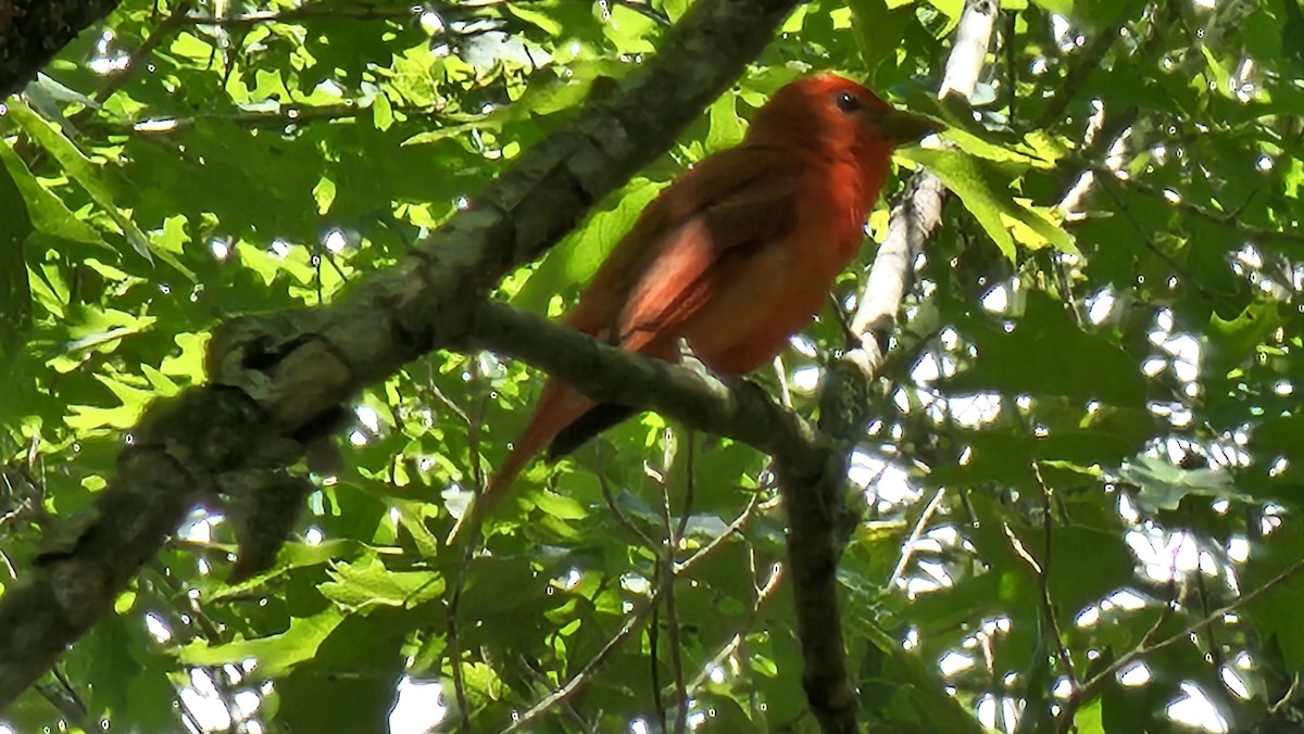 Sommerkardinal - ML636312720