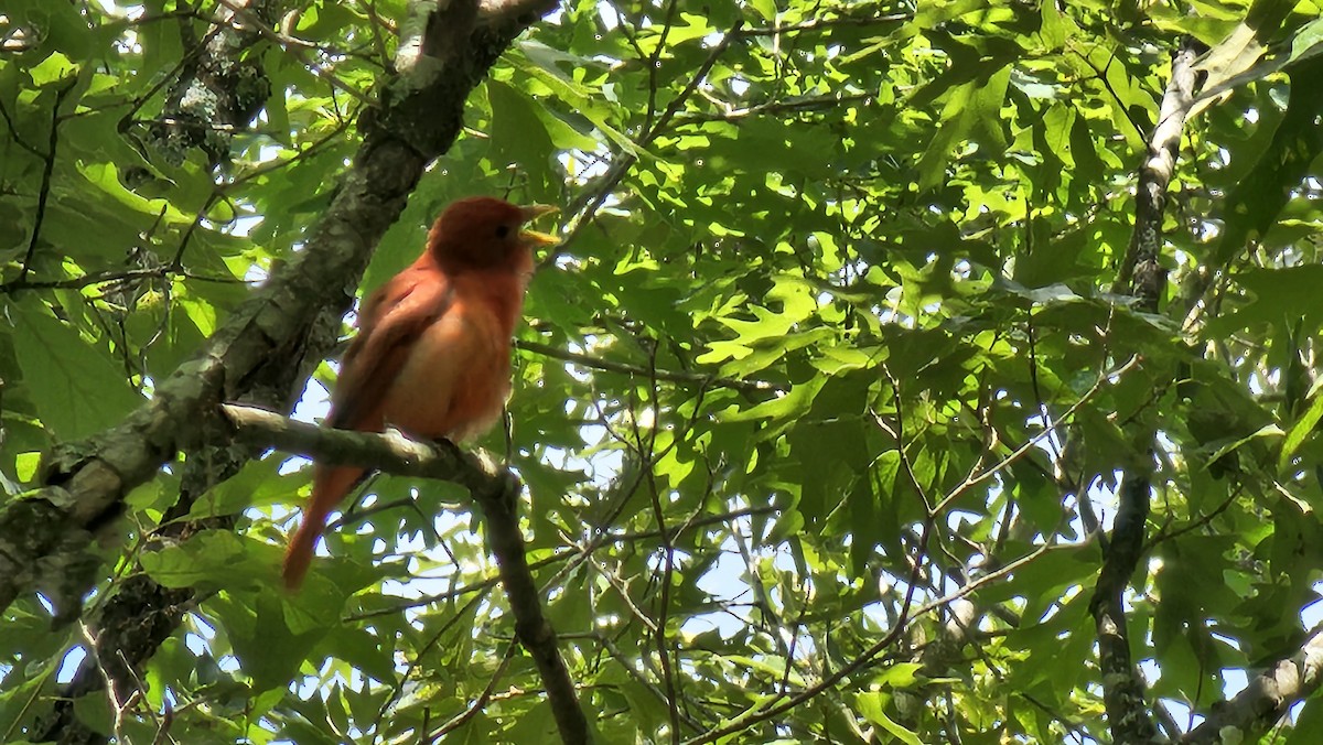 Sommerkardinal - ML636312721