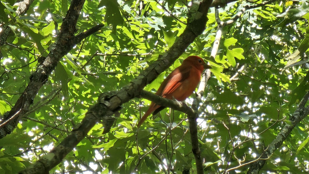 Sommerkardinal - ML636312722