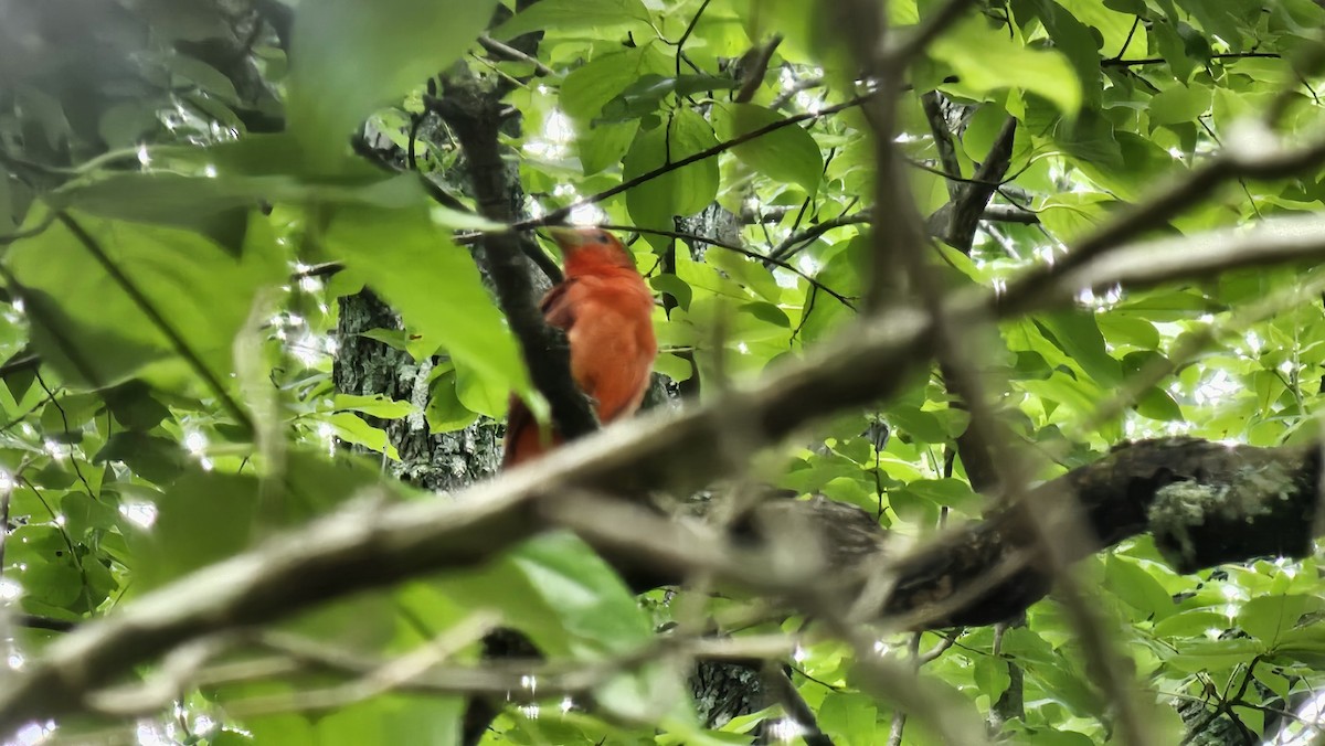 Sommerkardinal - ML636312723