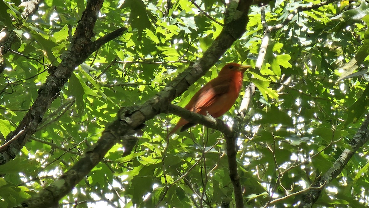 Sommerkardinal - ML636312724