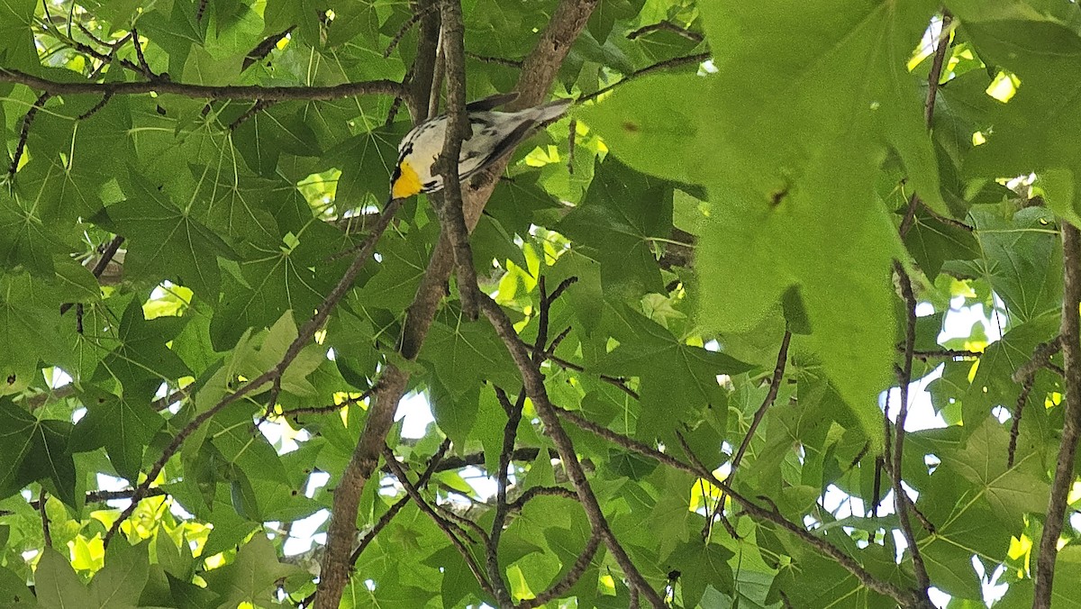 Goldkehl-Waldsänger - ML636312742