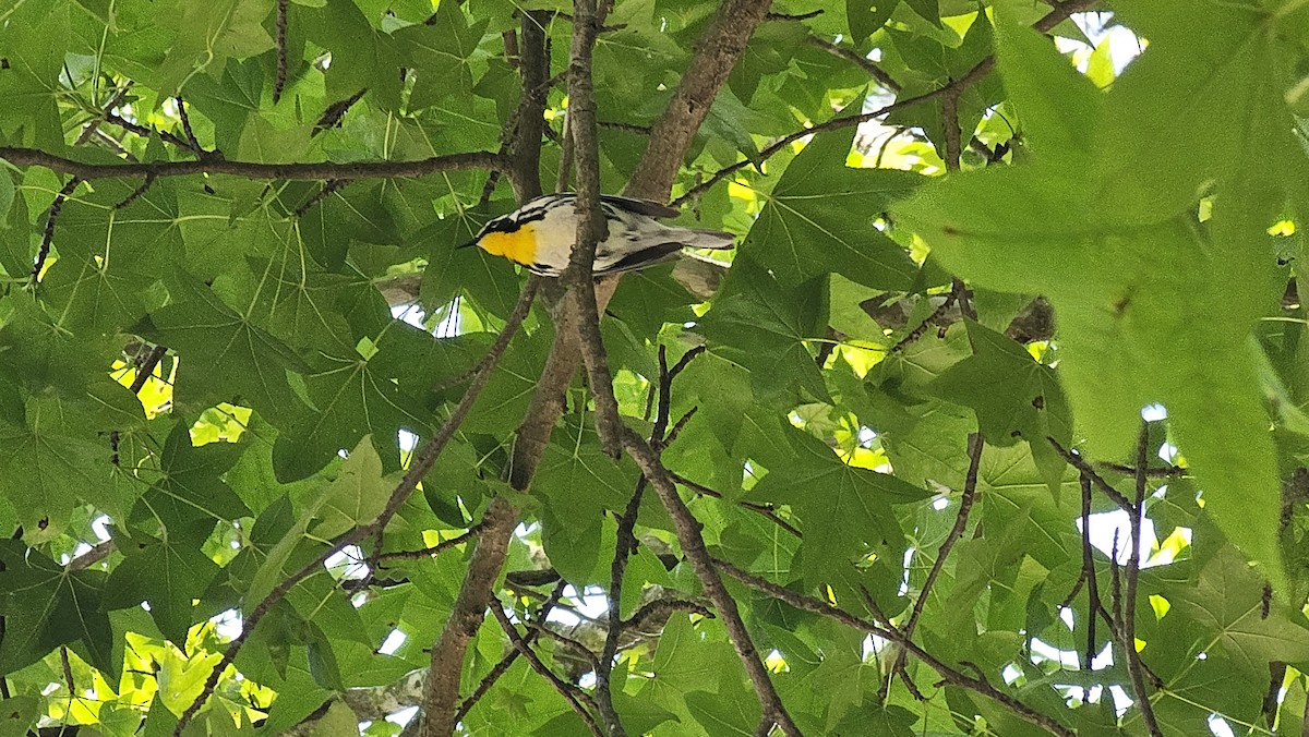 Goldkehl-Waldsänger - ML636312743