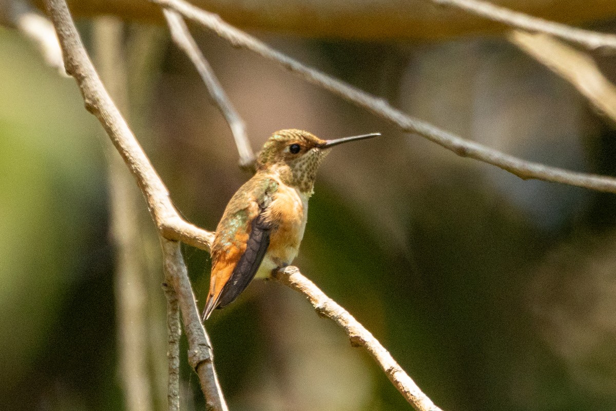 Allen's Hummingbird - ML636312910