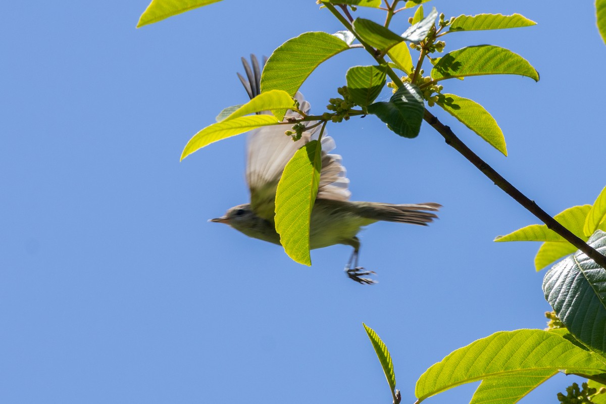 Warbling Vireo - ML636312913