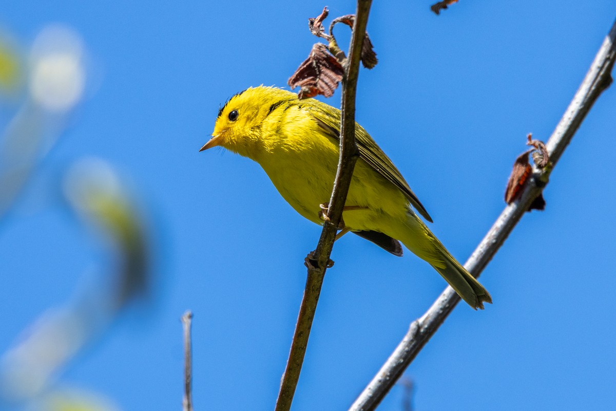 Wilson's Warbler - ML636312925