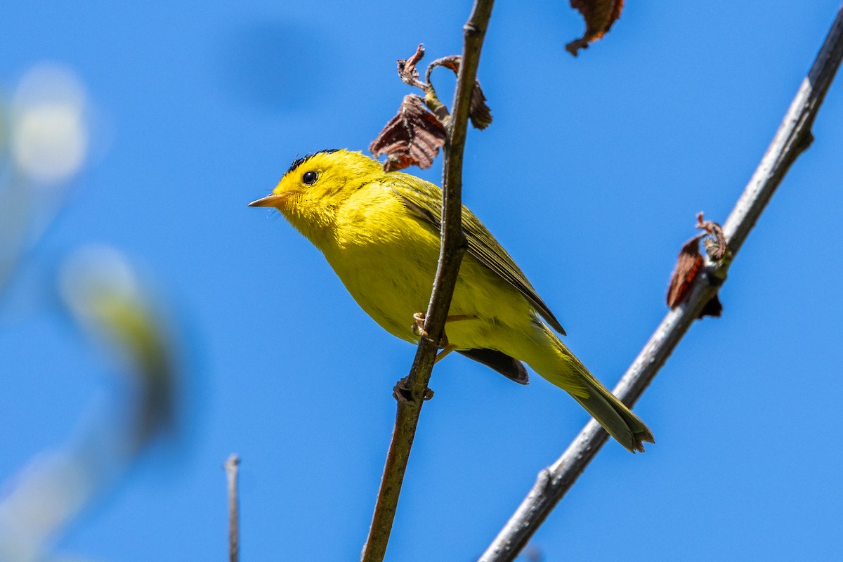 Wilson's Warbler - ML636312926