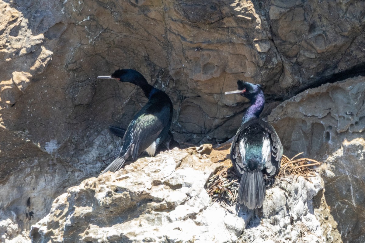 Pelagic Cormorant - ML636312934