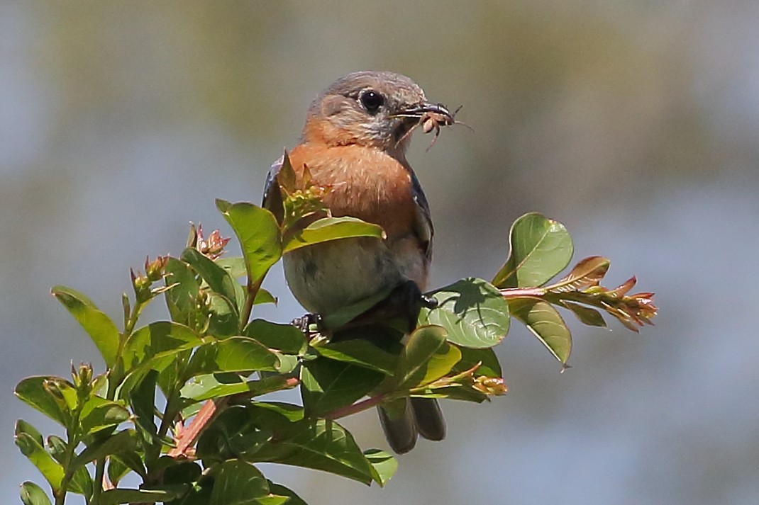 Eastern Bluebird - ML636312943
