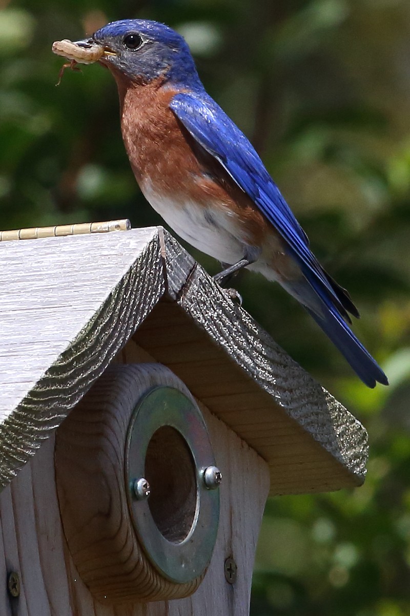 Eastern Bluebird - ML636312957