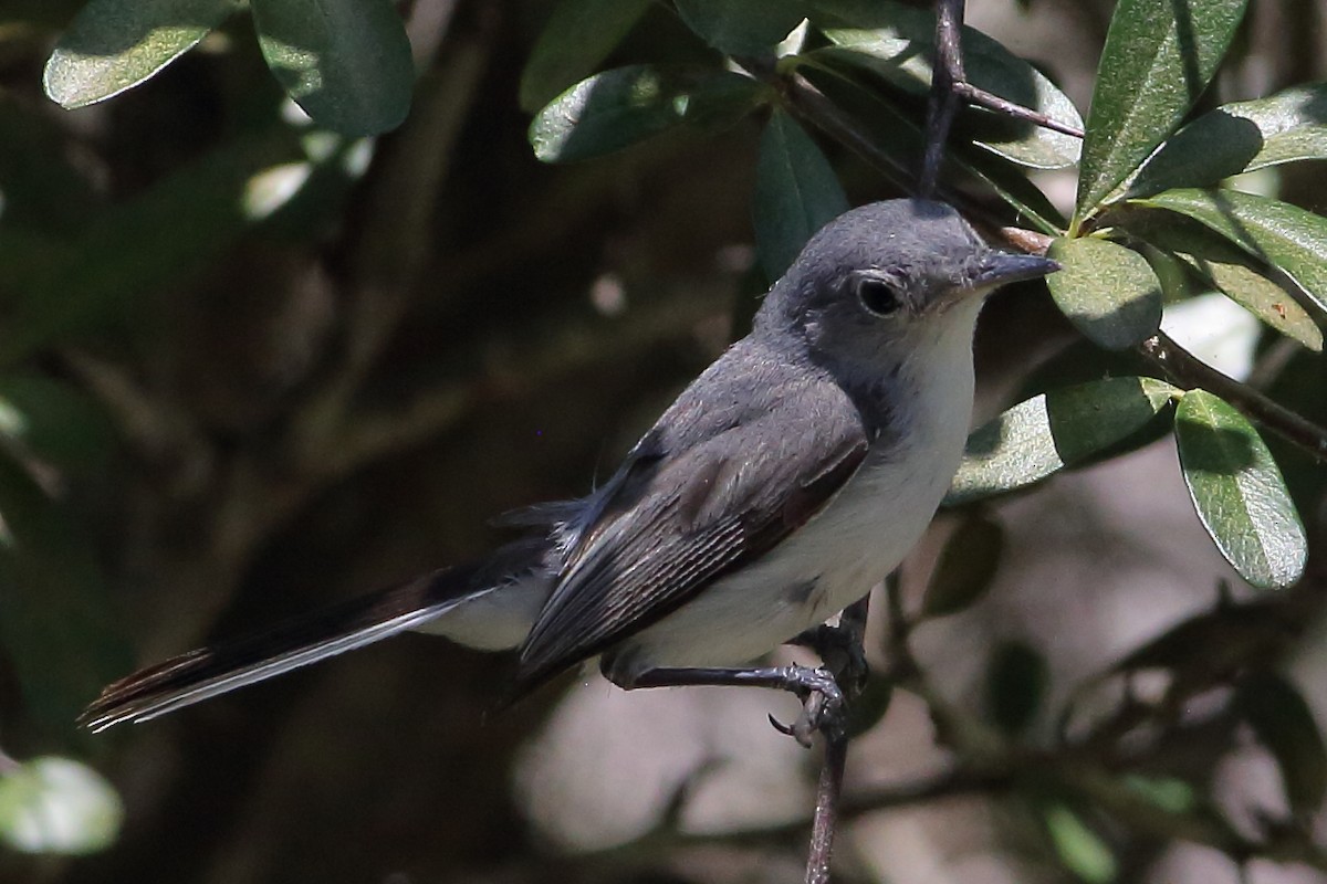 Blue-gray Gnatcatcher - ML636312964