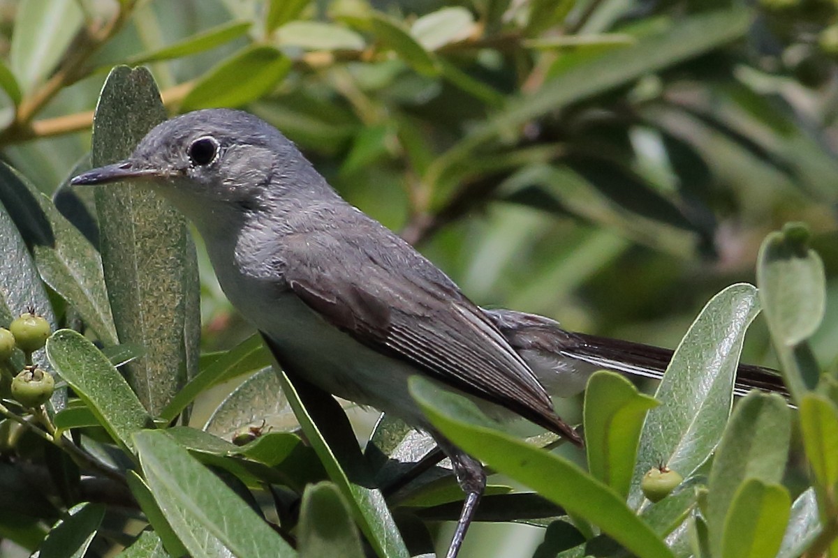 Blue-gray Gnatcatcher - ML636312969