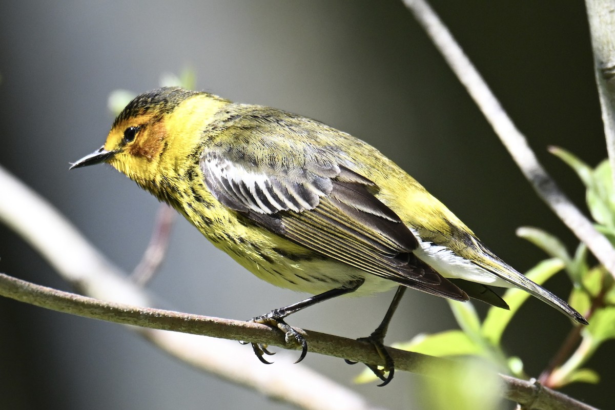 Cape May Warbler - ML636313060
