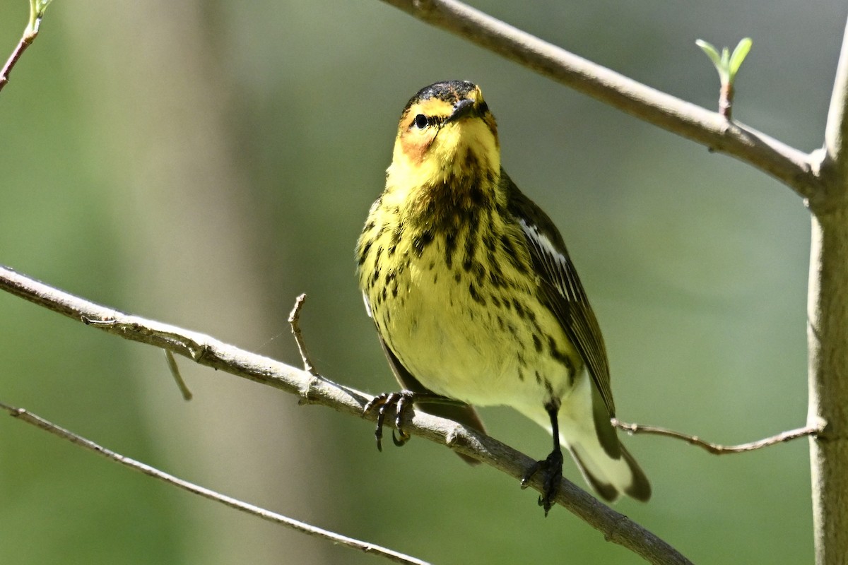 Cape May Warbler - ML636313067