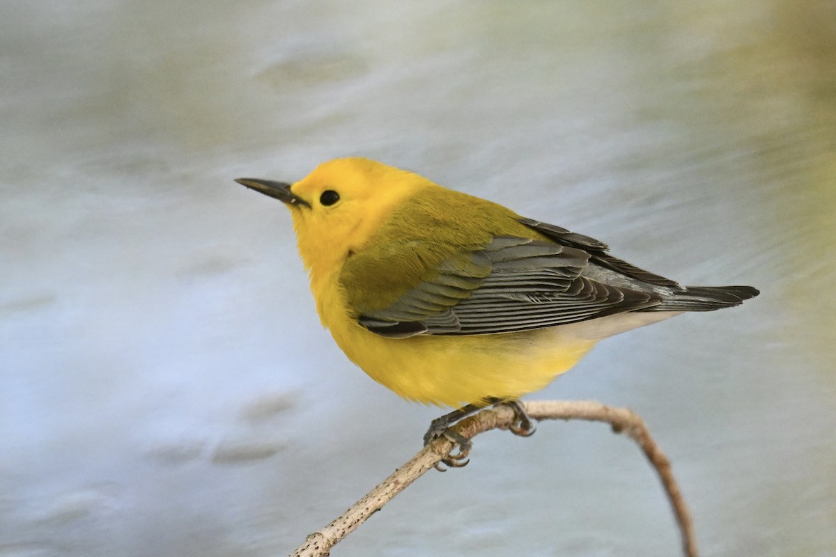 Prothonotary Warbler - ML636313106
