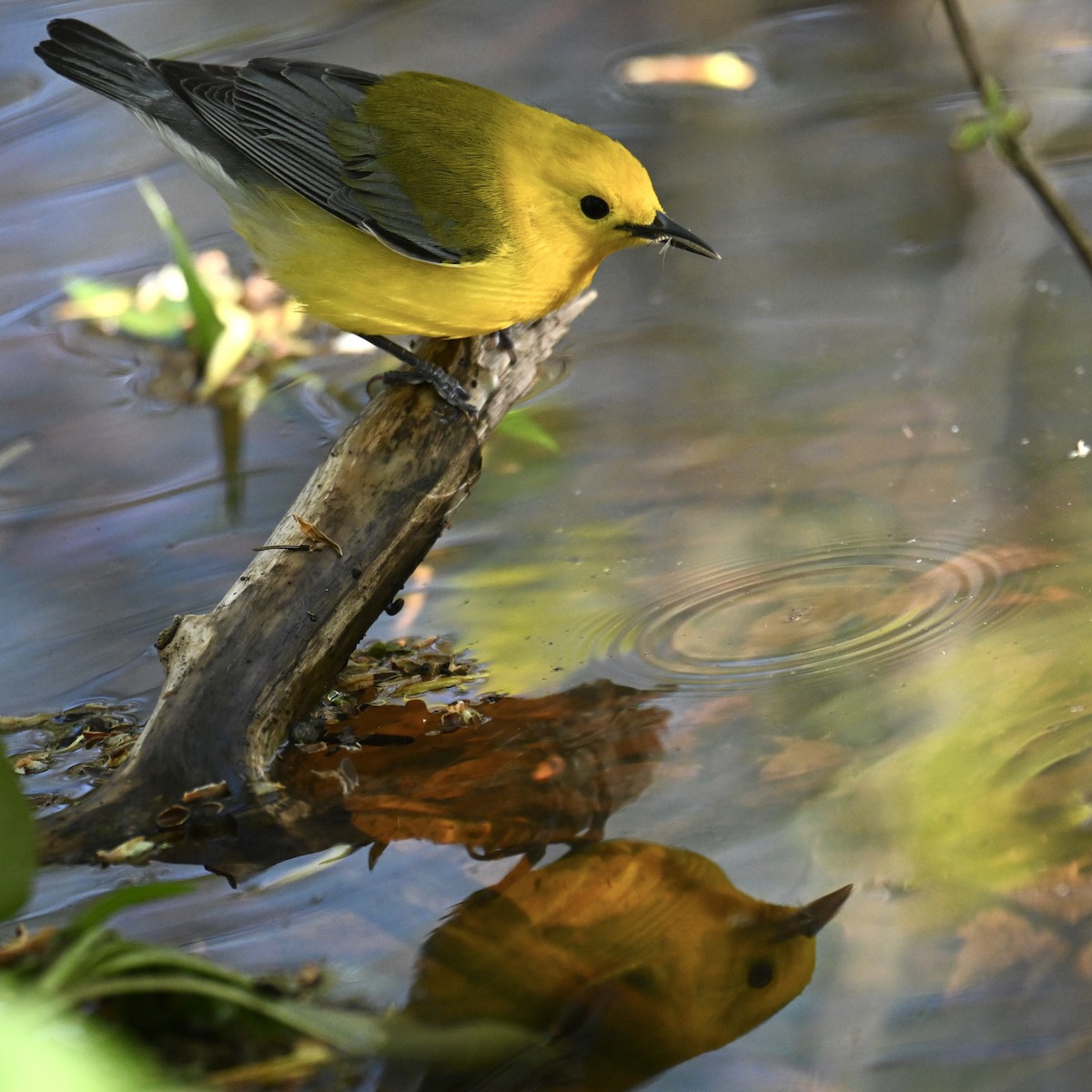 Prothonotary Warbler - ML636313151