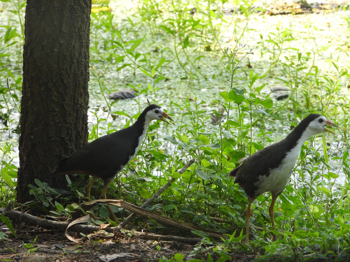 White-breasted Waterhen - ML636313169