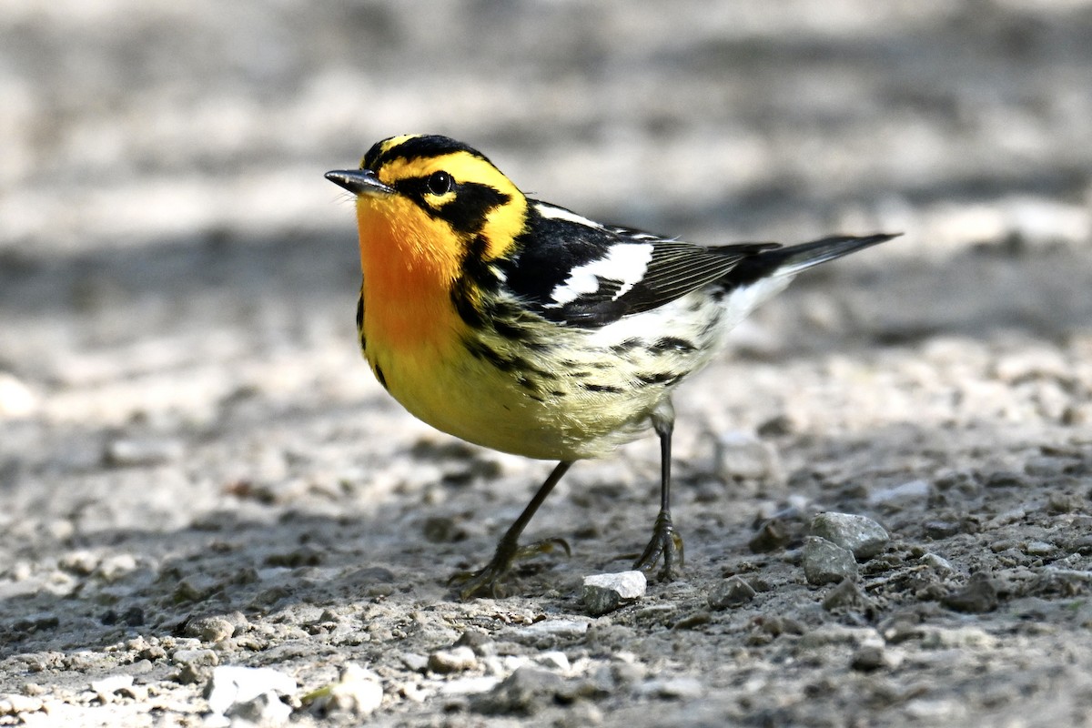 Blackburnian Warbler - ML636313207