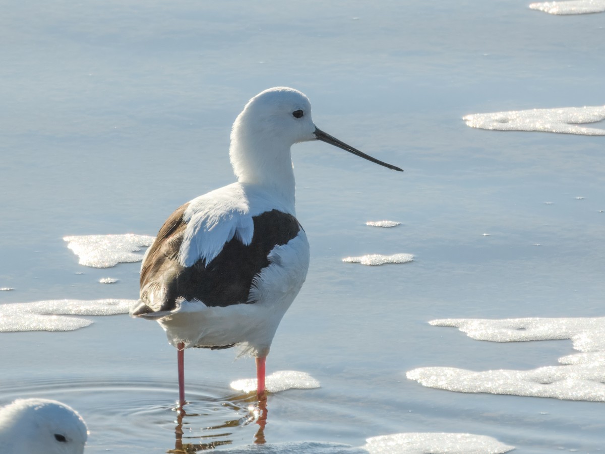 Banded Stilt - ML636313211