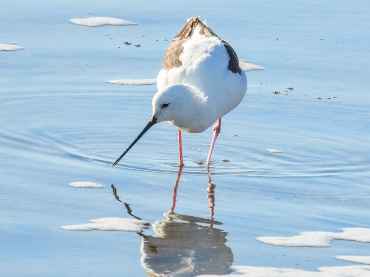 Banded Stilt - ML636313213