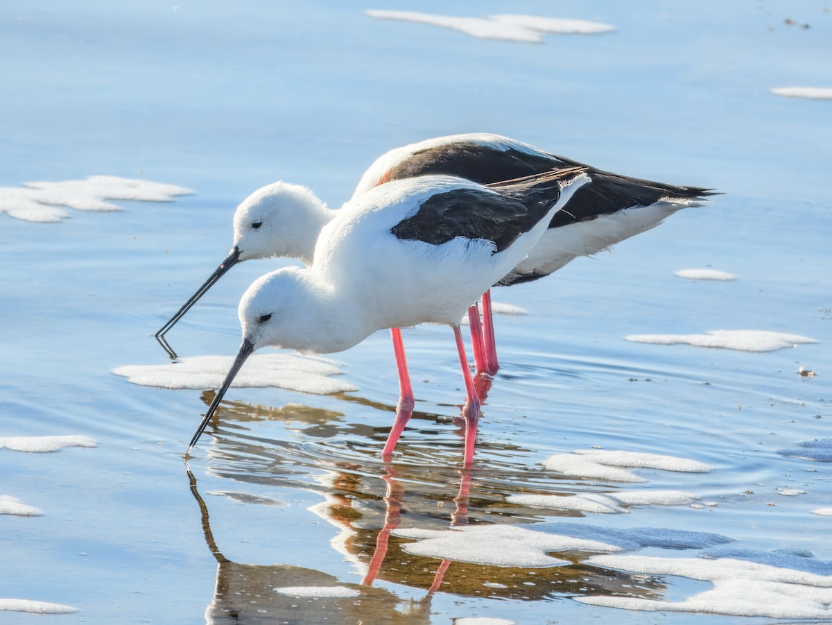 Banded Stilt - ML636313216