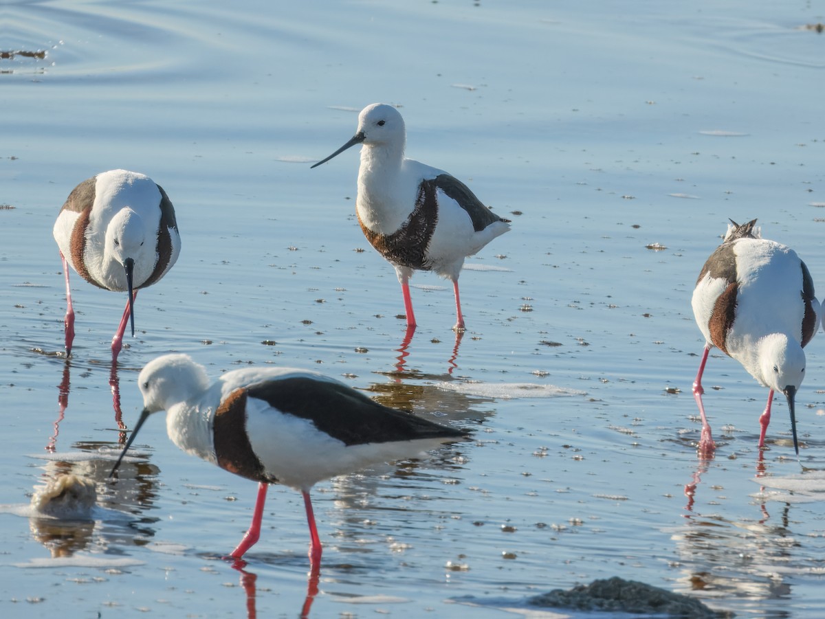 Banded Stilt - ML636313228
