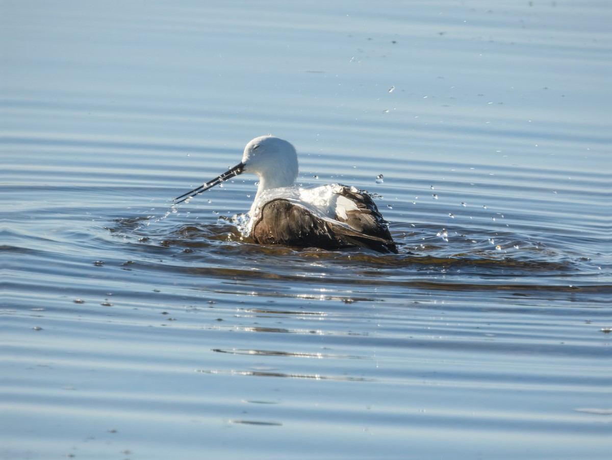 Banded Stilt - ML636313230