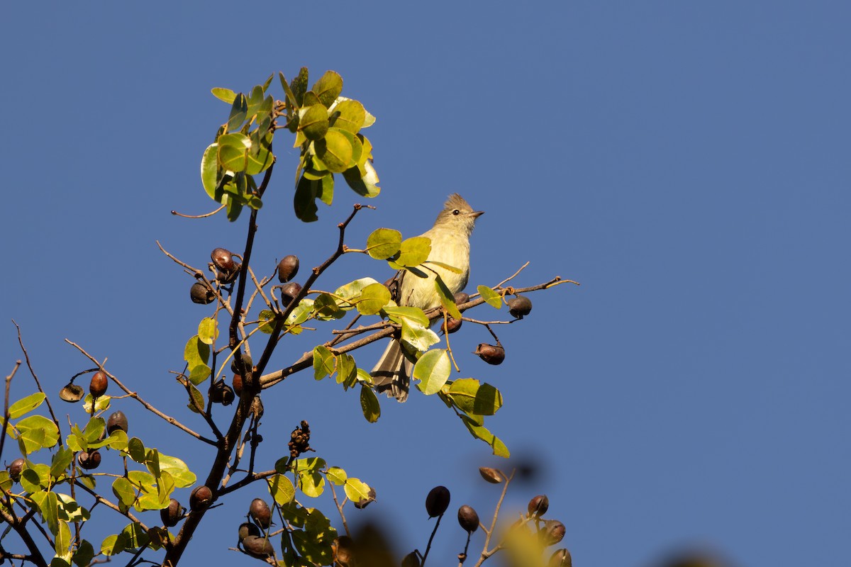 Plain-crested Elaenia - ML636313232