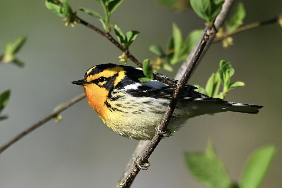 Blackburnian Warbler - ML636313234