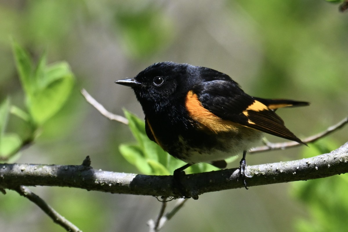 American Redstart - ML636313257