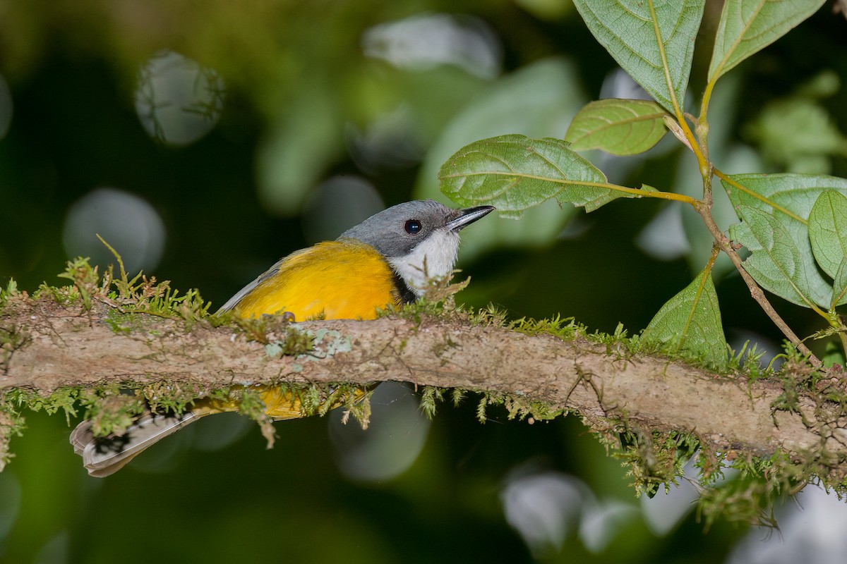 New Caledonian Whistler - ML636313266