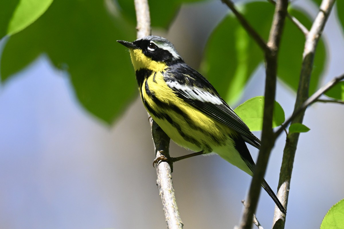Magnolia Warbler - ML636313268