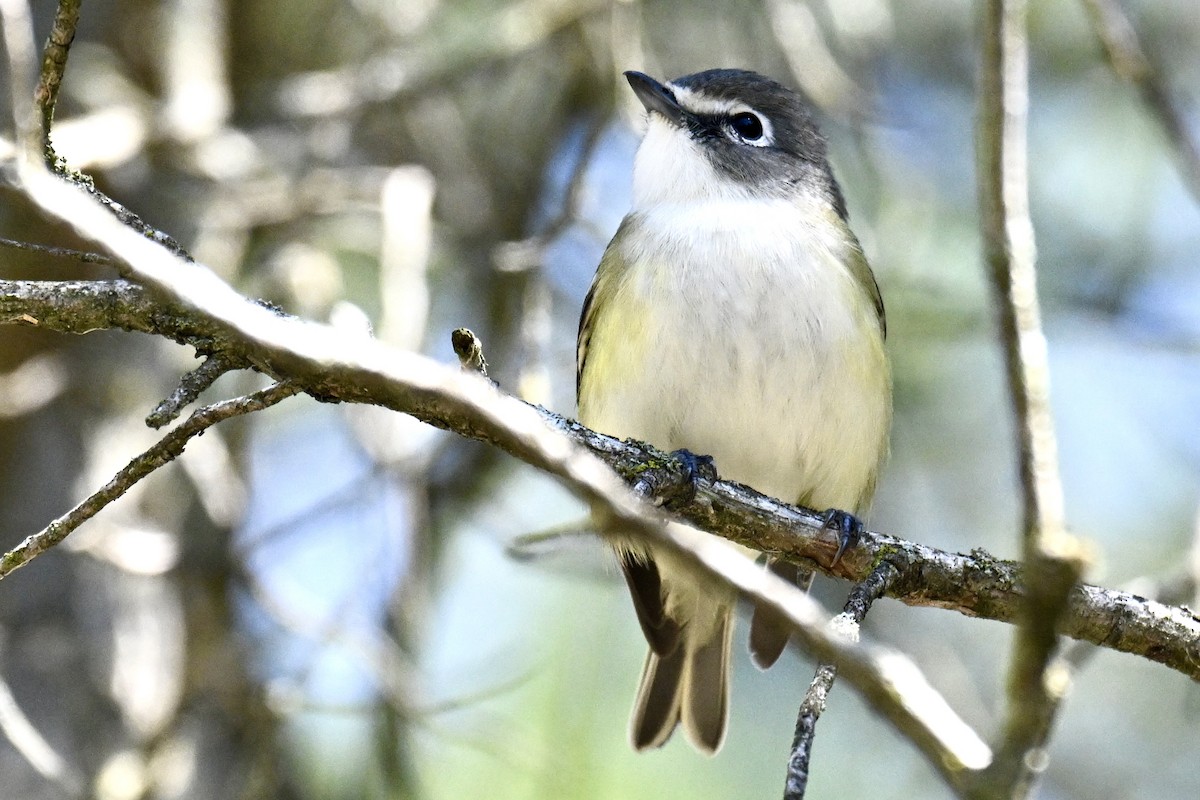 Blue-headed Vireo - ML636313287