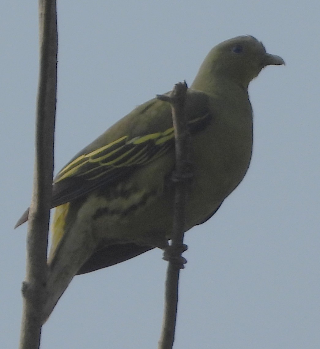 Gray-fronted Green-Pigeon - ML636313334