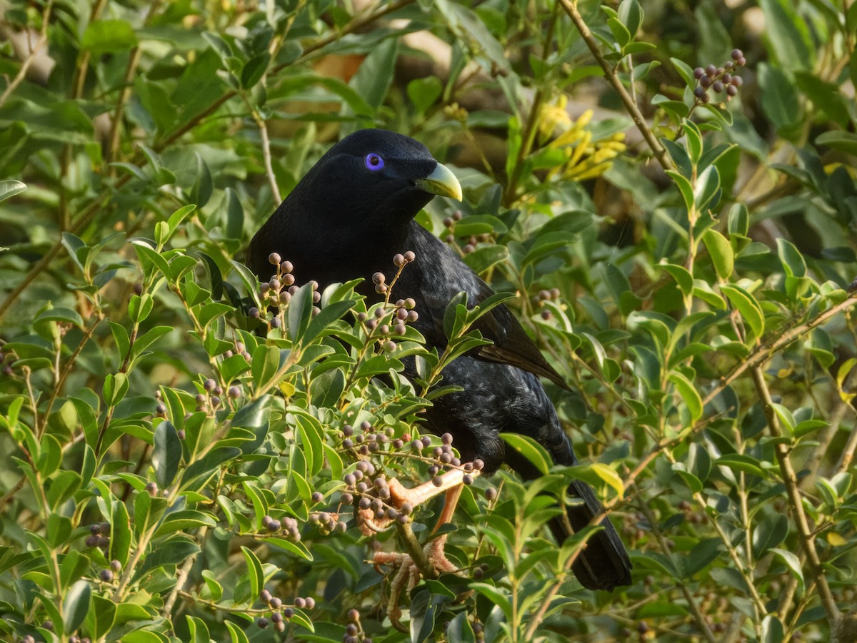 Satin Bowerbird - ML636313336