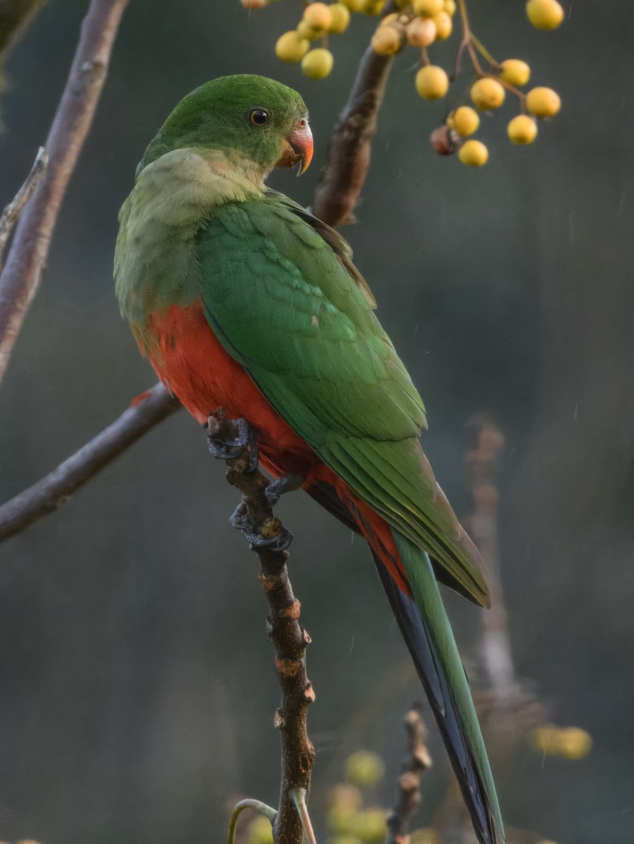 Australian King-Parrot - ML636313342