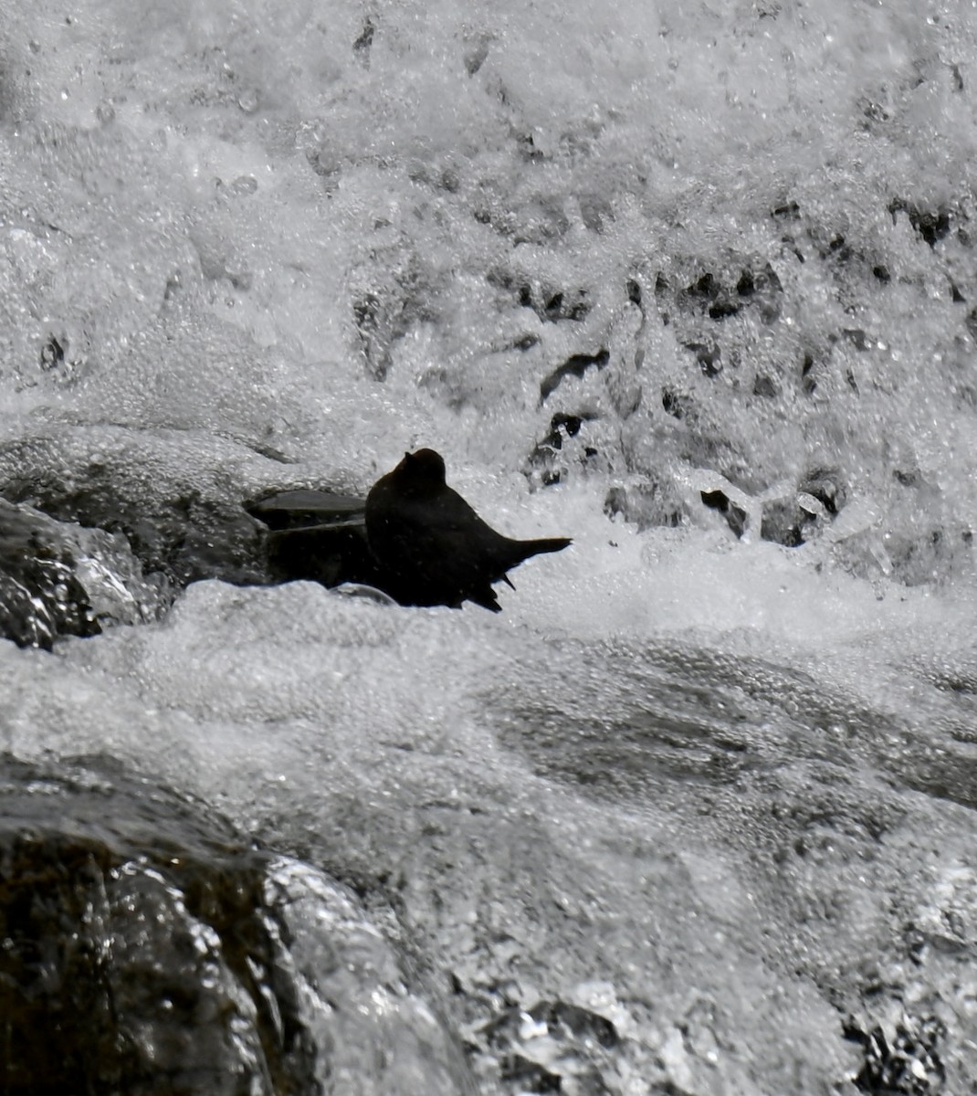 American Dipper - ML636313376