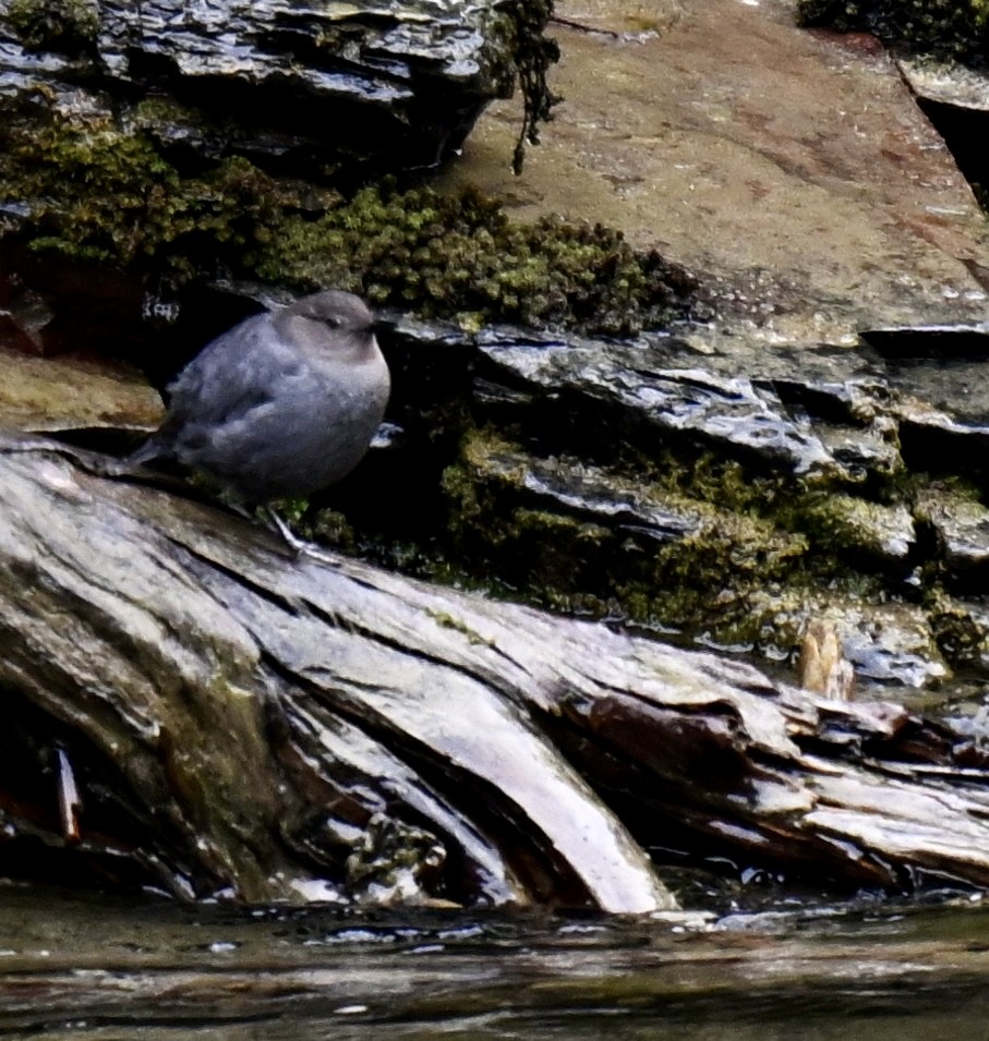 American Dipper - ML636313377