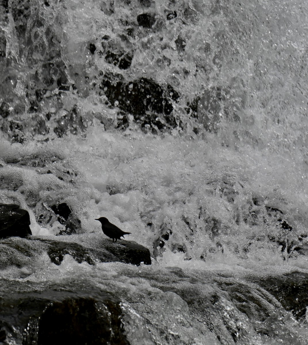 American Dipper - ML636313378