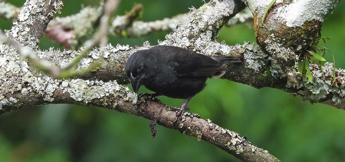 Large Ground-Finch - ML636313386