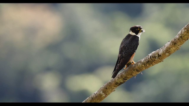 Bat Falcon - ML636313426