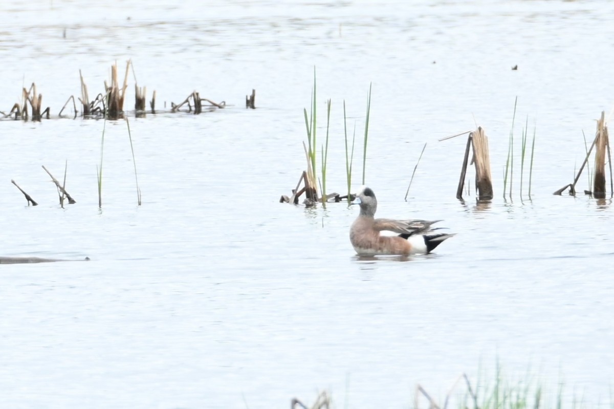 American Wigeon - ML636313473