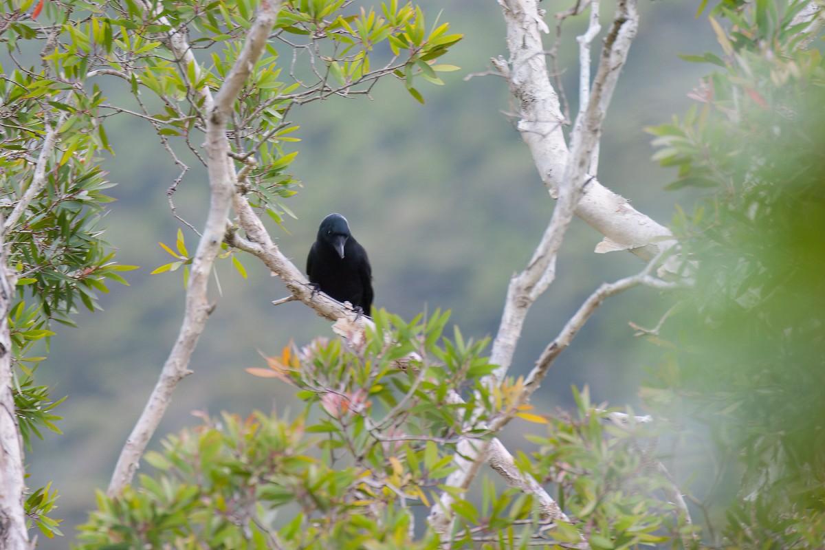 New Caledonian Crow - ML636313476