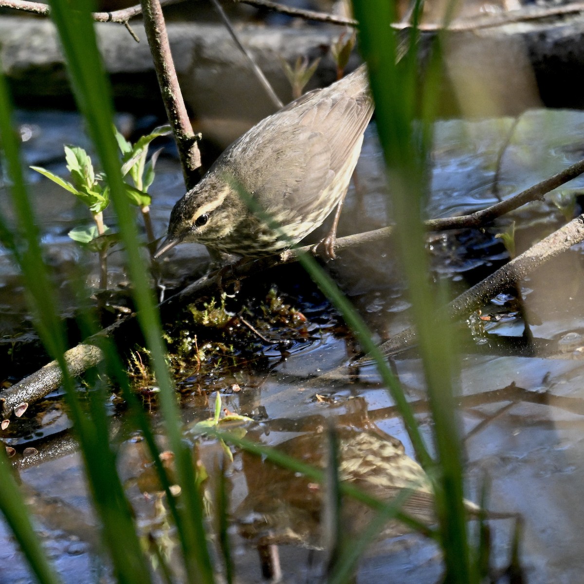 Northern Waterthrush - ML636313501