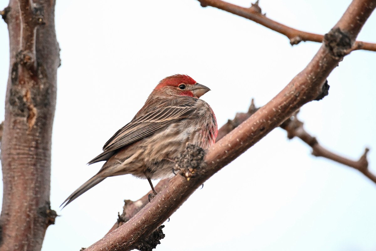House Finch - ML636313572