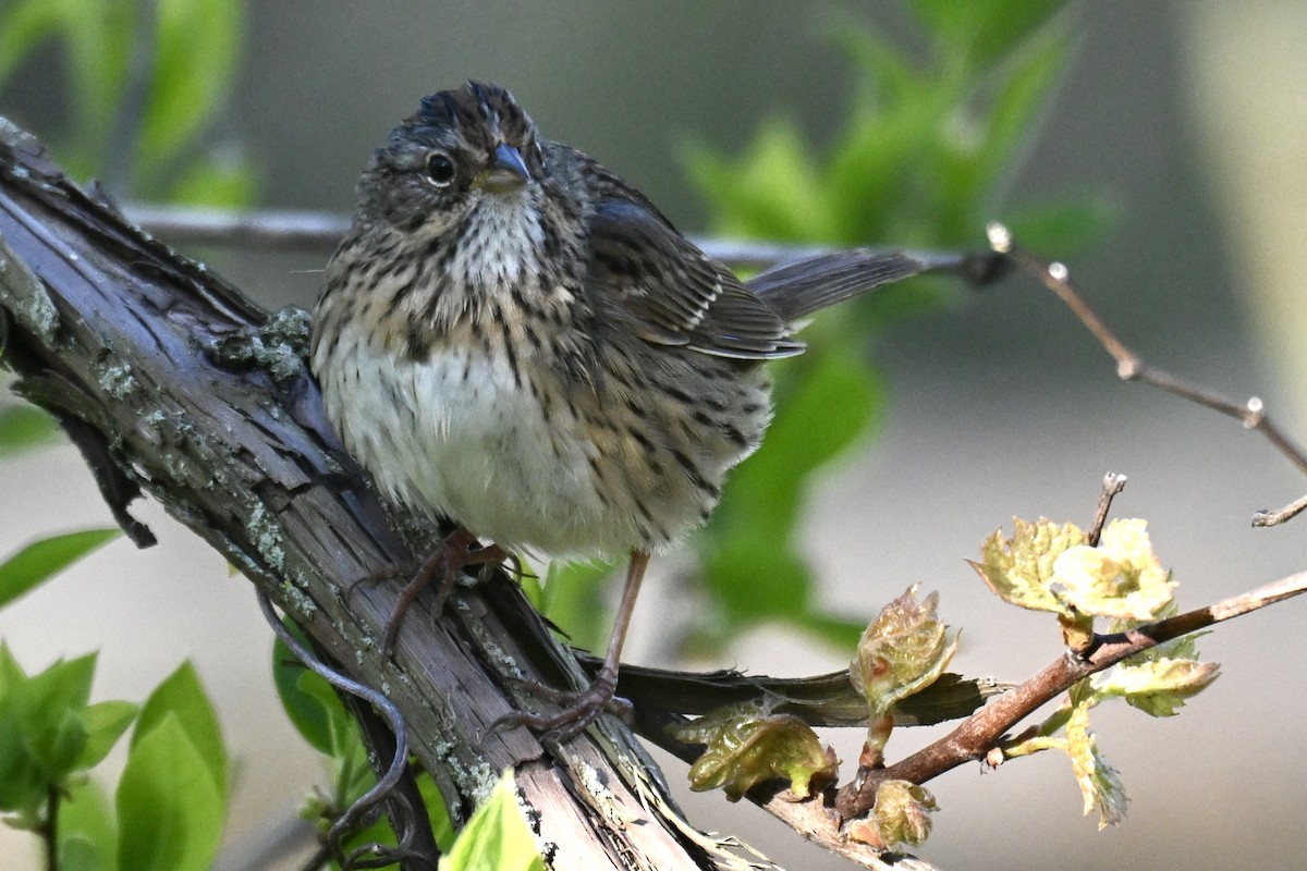 Lincoln's Sparrow - ML636313632
