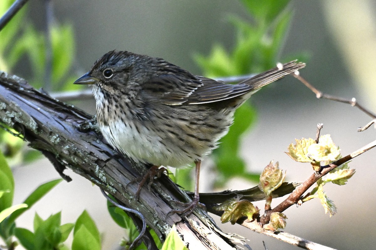 Lincoln's Sparrow - ML636313638