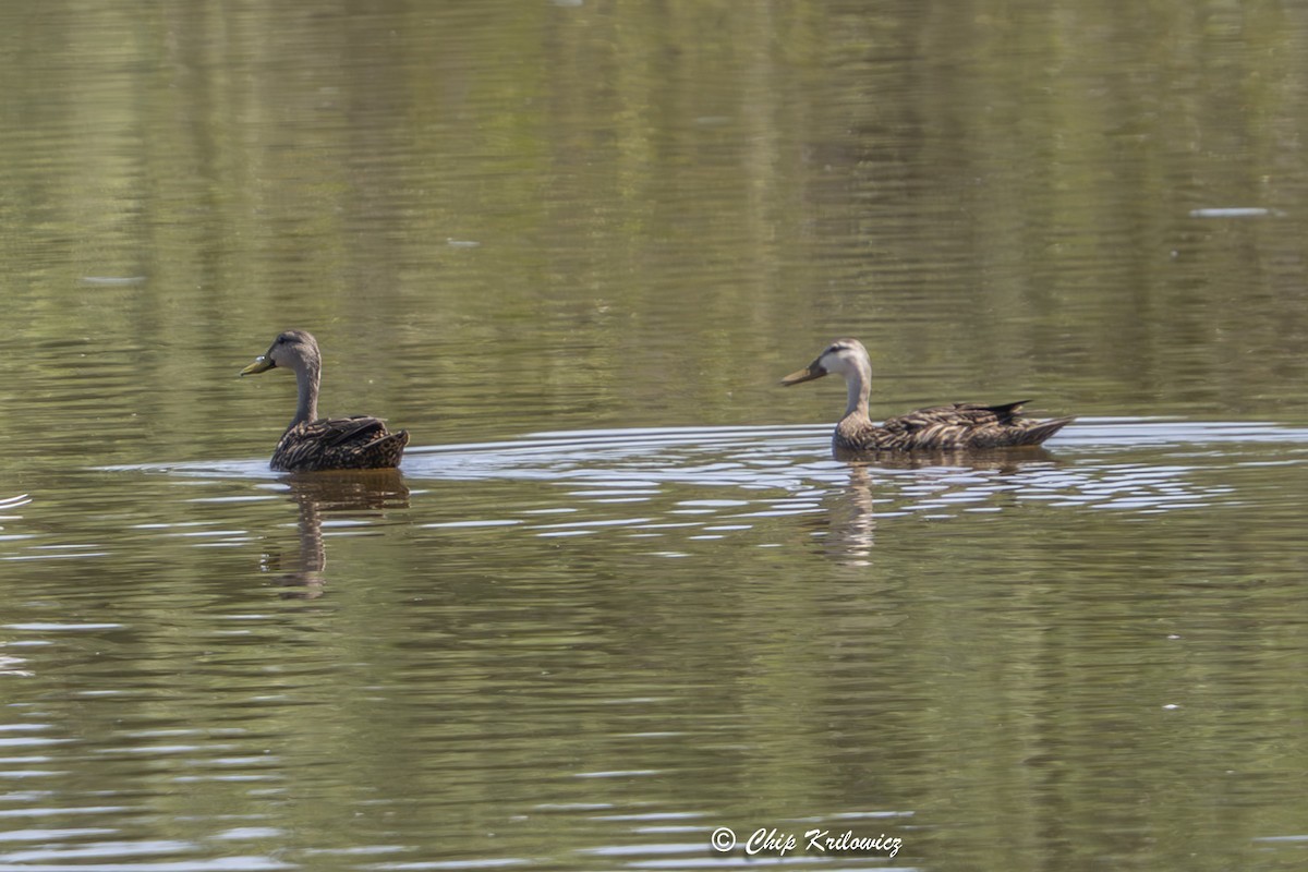 Mottled Duck - ML636313647